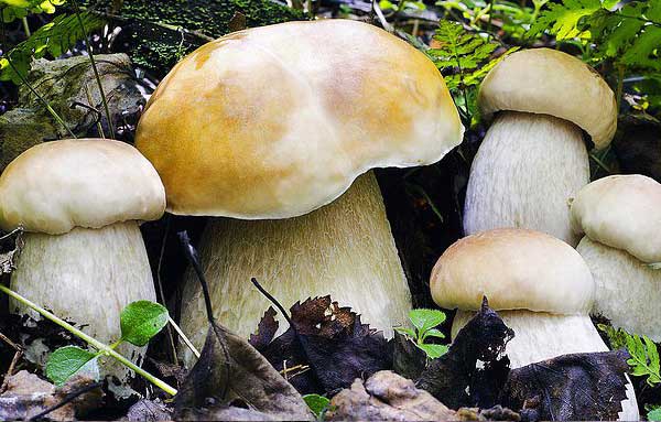 Белый гриб березовый (Boletus edulis, f. betulicola)