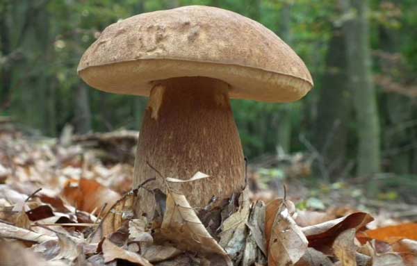 Белый гриб дубовый (Boletus edulis, f. quercicola)