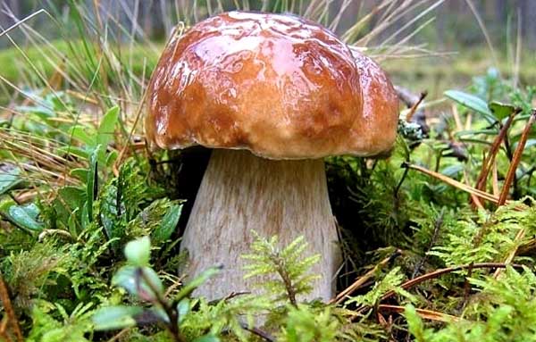 Белый гриб еловый (Boletus edulis, f. edulis)