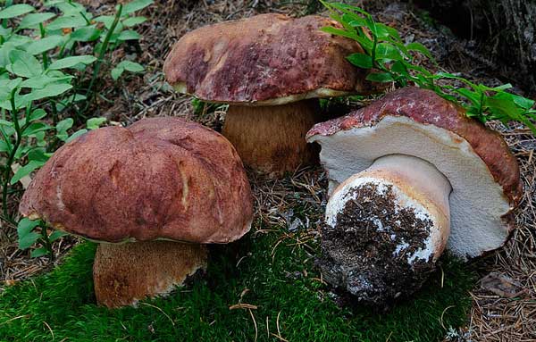 Белый гриб сосновый (Boletus pinophilus)