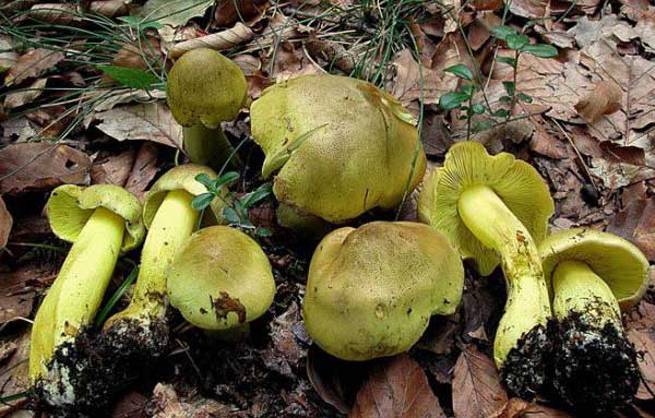 Гиб зеленушка (Tricholoma flavovirens)