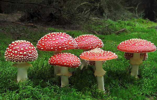 Мухомор красный (Amanita muscaria)