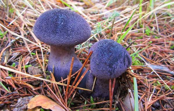 Паутинник фиолетовый (Cortinarius violaceus)