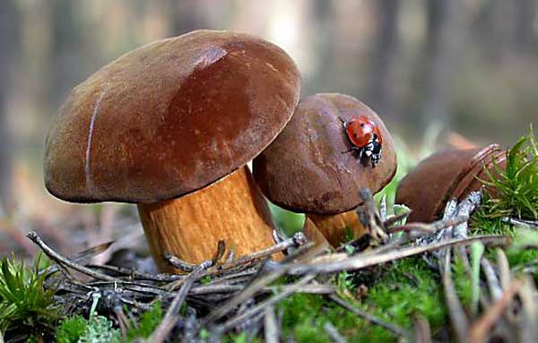 Польский гриб (Boletus badius)