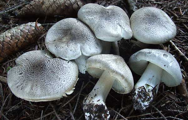 Рядовка тигровая (Tricholoma pardinum)