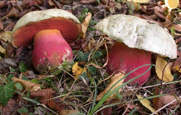 Сатанинский гриб (Boletus satanas)