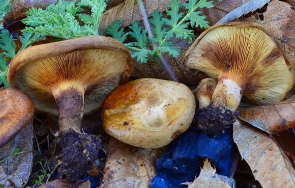 Гриб коровник - свинушка тонкая (Paxillus involutus)