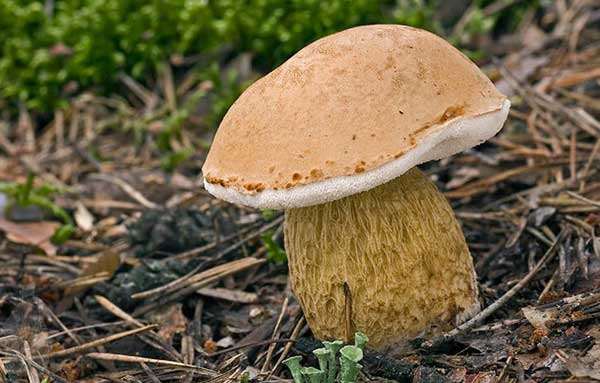 Желчный гриб (Tylopilus felleus)