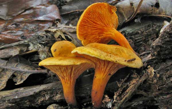 Ложные личиски Hygrophoropsis aurantiaca