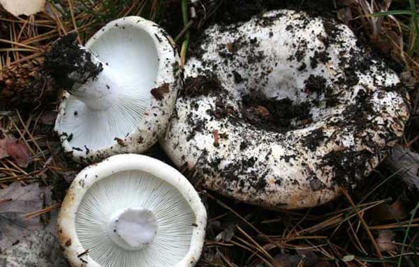 Подгруздок белый, сухой груздь (Russula delica) 