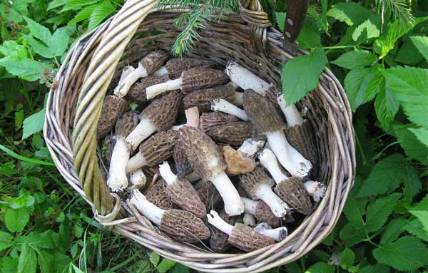Сморчки в корзинке