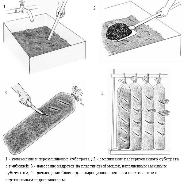 Схема выращивания вешенки интенсивным способом
