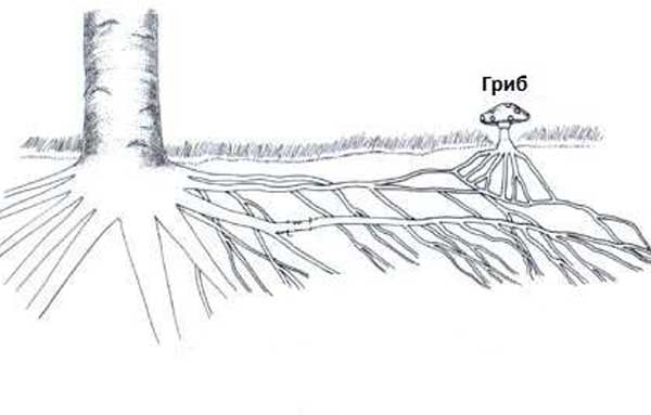 Симбиоз микоризообразующего гриба