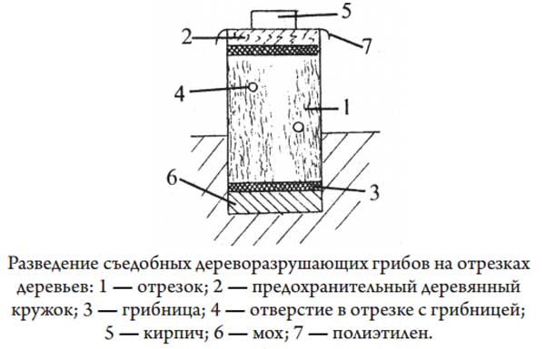 Выращивание вешенки экстенсивным способом