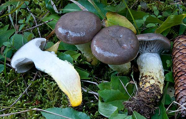 Внешний вид мокрухи еловой и на разрезе